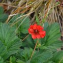 Geum x 'Mrs Bradshaw'
